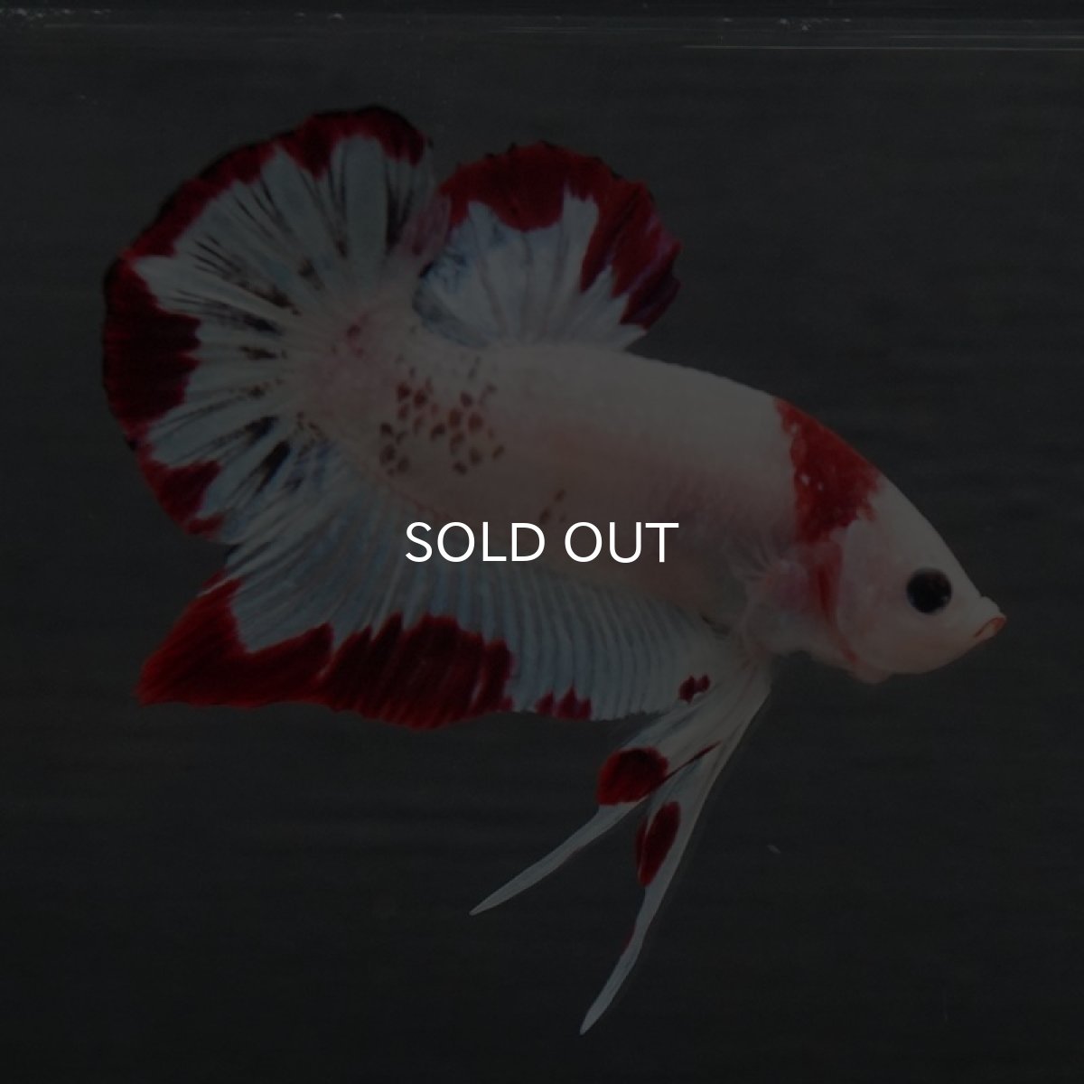 画像7: GHMPK ホワイトファンシー (7)