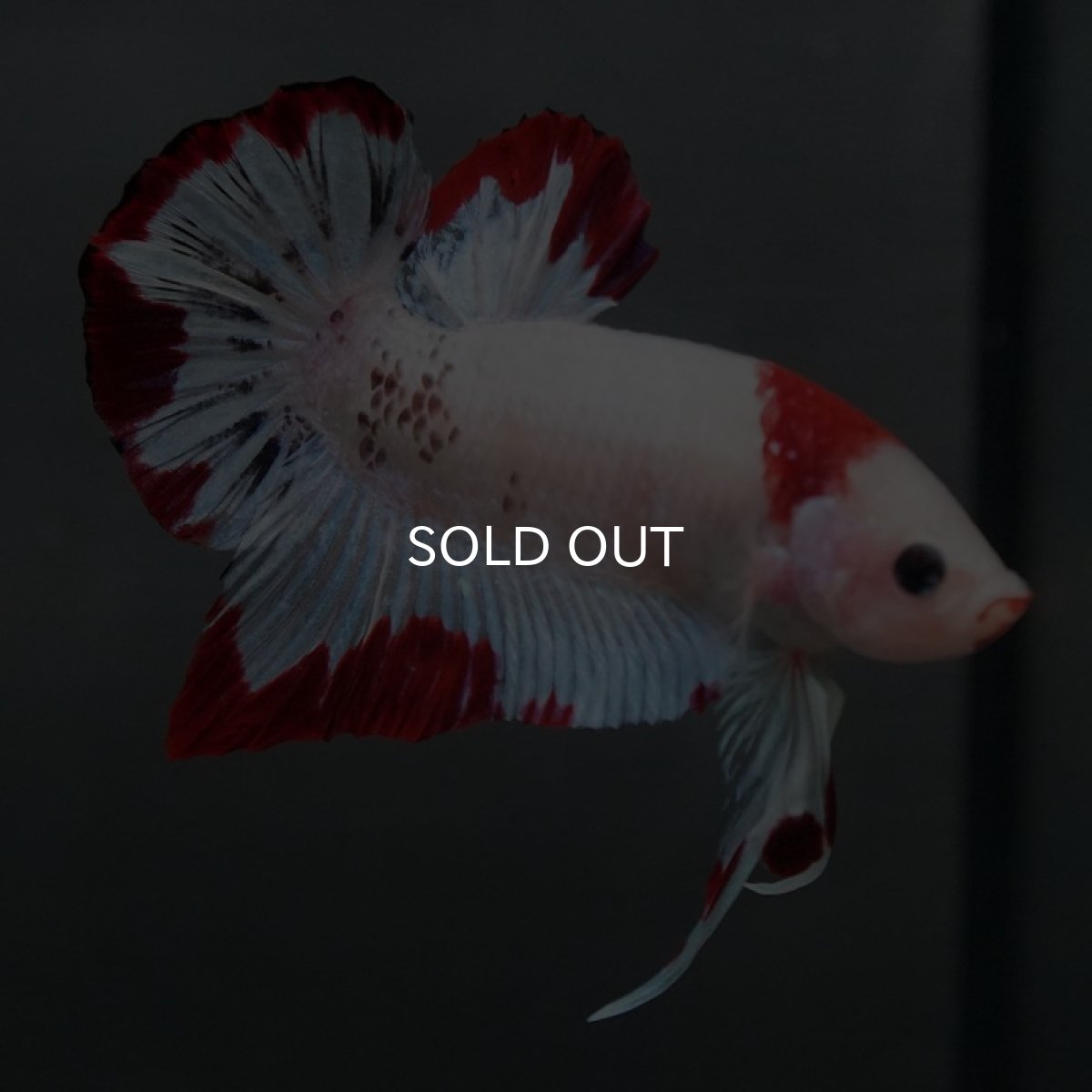 画像6: GHMPK ホワイトファンシー (6)