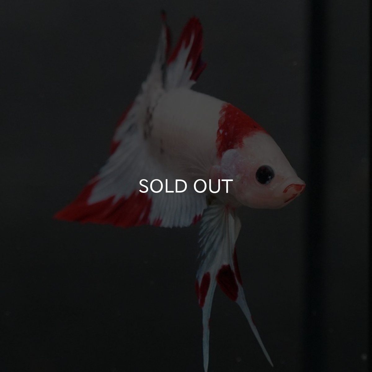 画像5: GHMPK ホワイトファンシー (5)