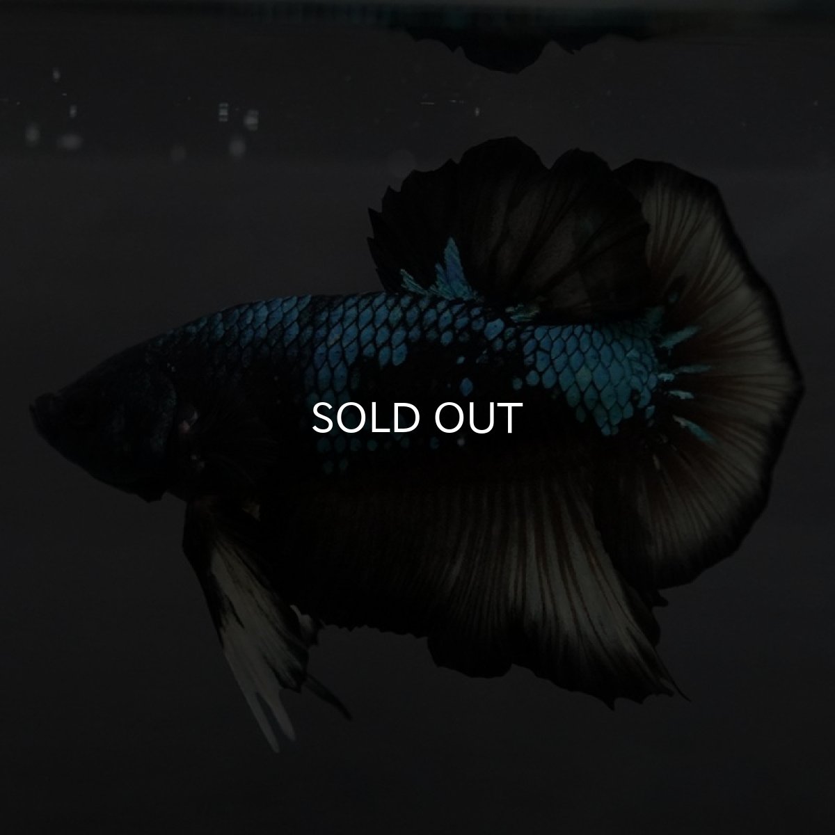 画像7: GHMPK イエローブラックスター (7)