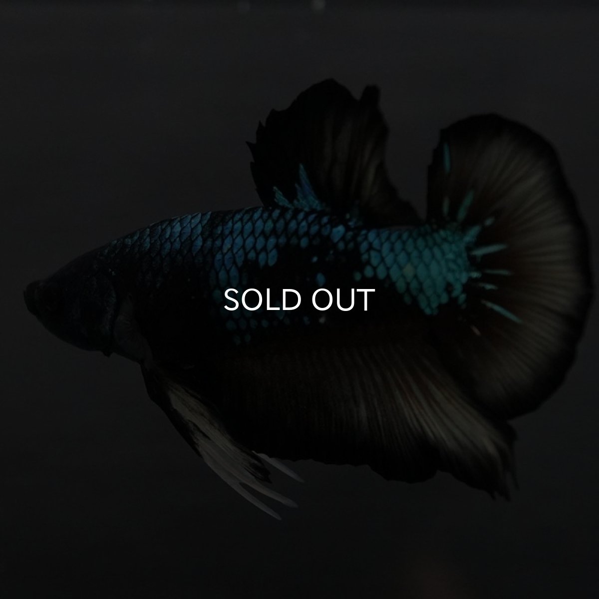 画像6: GHMPK イエローブラックスター (6)