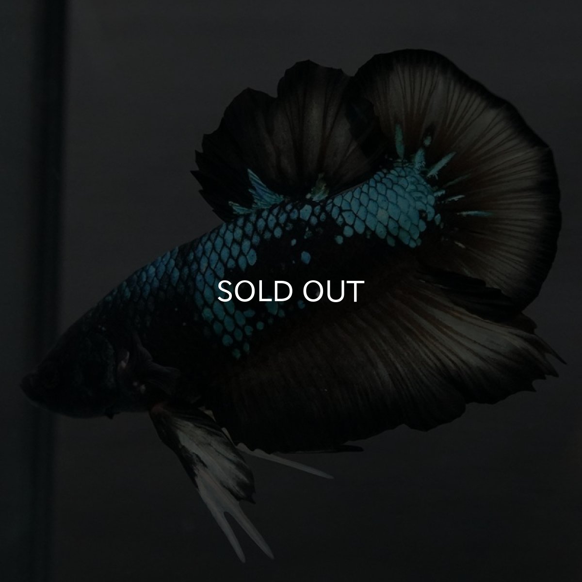 画像5: GHMPK イエローブラックスター (5)