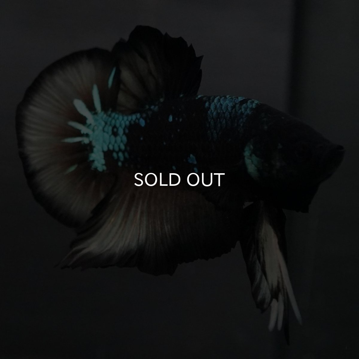 画像4: GHMPK イエローブラックスター (4)