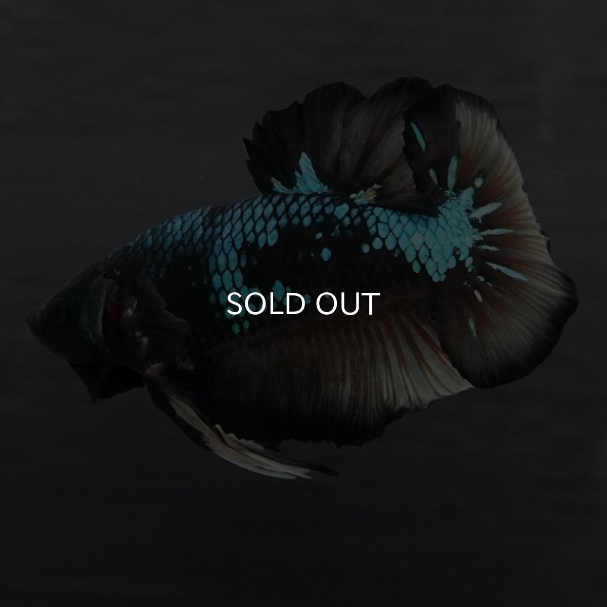 画像3: GHMPK イエローブラックスター (3)