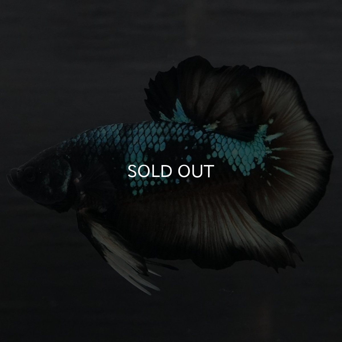 画像2: GHMPK イエローブラックスター (2)