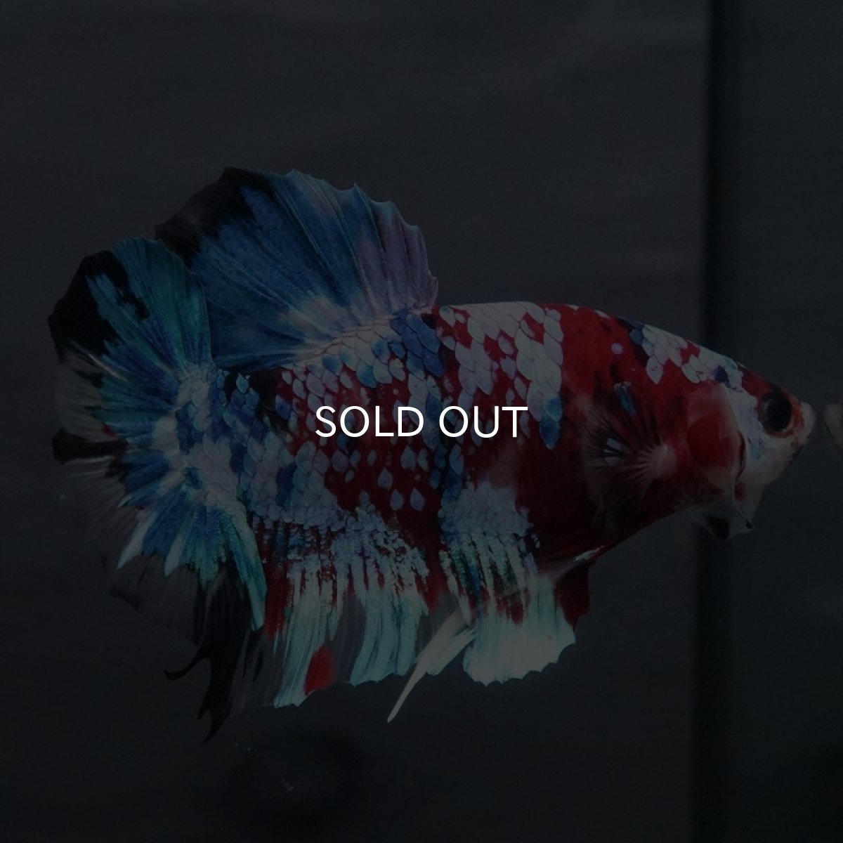 画像5: GHMPK　鯉ギャラクシー (5)