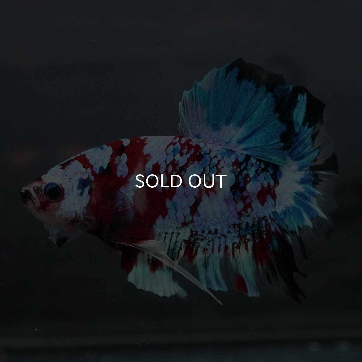 画像4: GHMPK　鯉ギャラクシー (4)