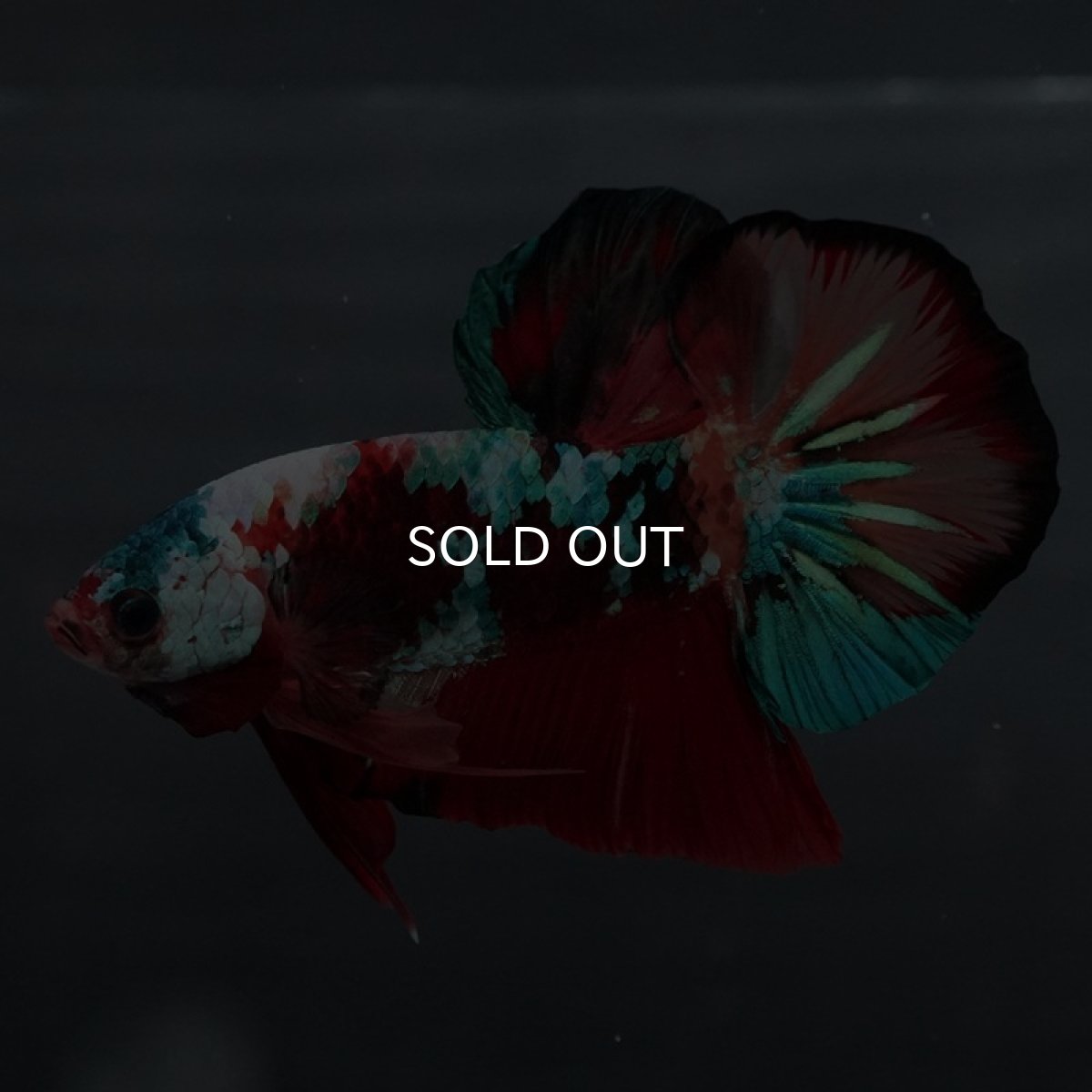 画像4: GHMPK キャンディ (4)