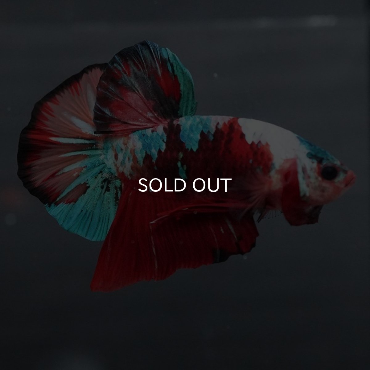 画像3: GHMPK キャンディ (3)