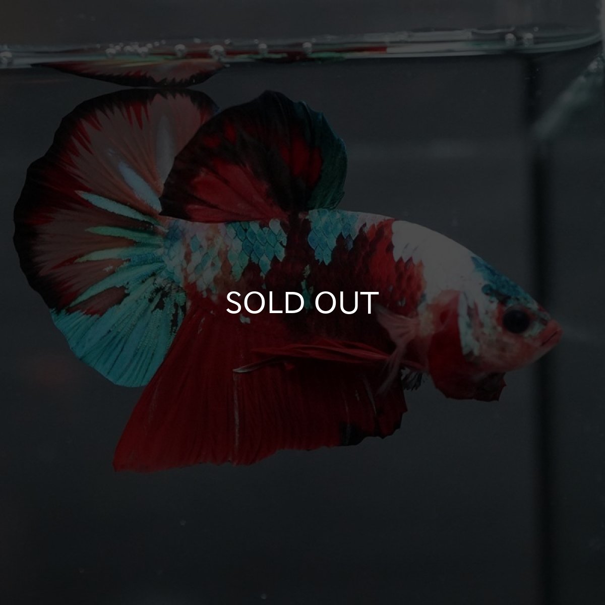 画像2: GHMPK キャンディ (2)