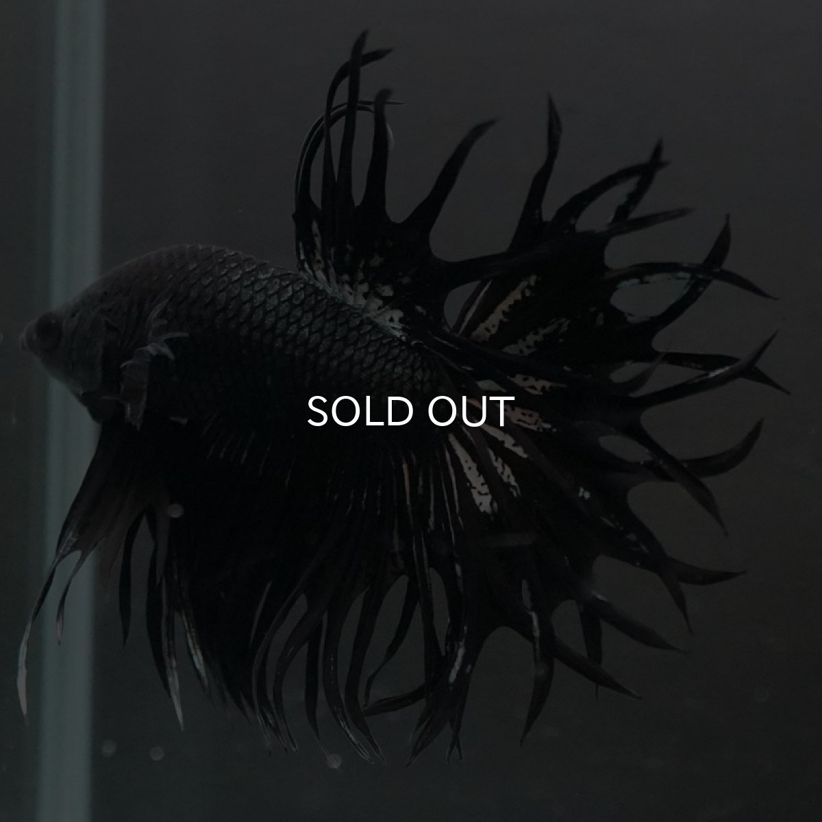 画像2: CT キングクラウン ブラックカッパー (2)