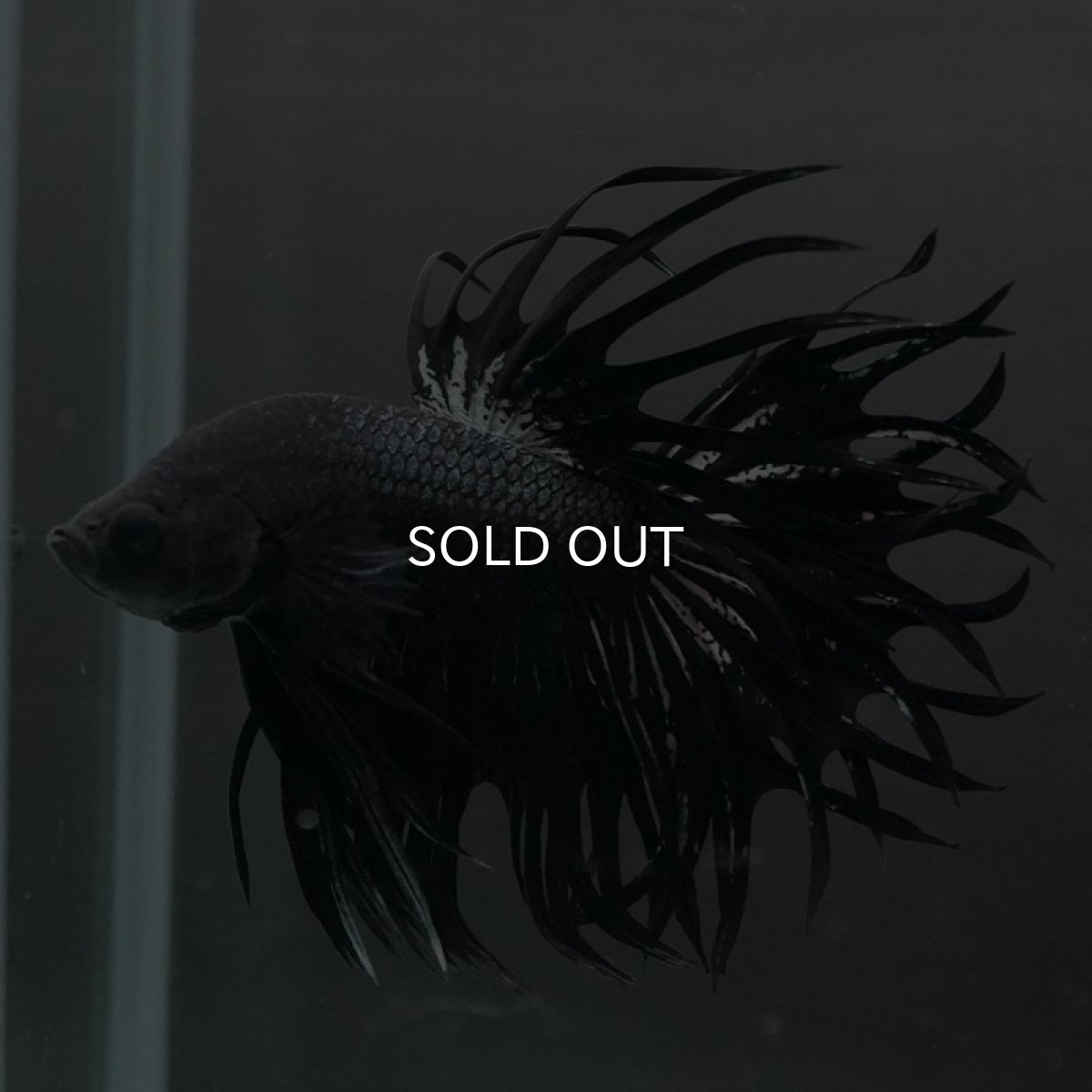 画像7: CT キングクラウン ブラックカッパー (7)