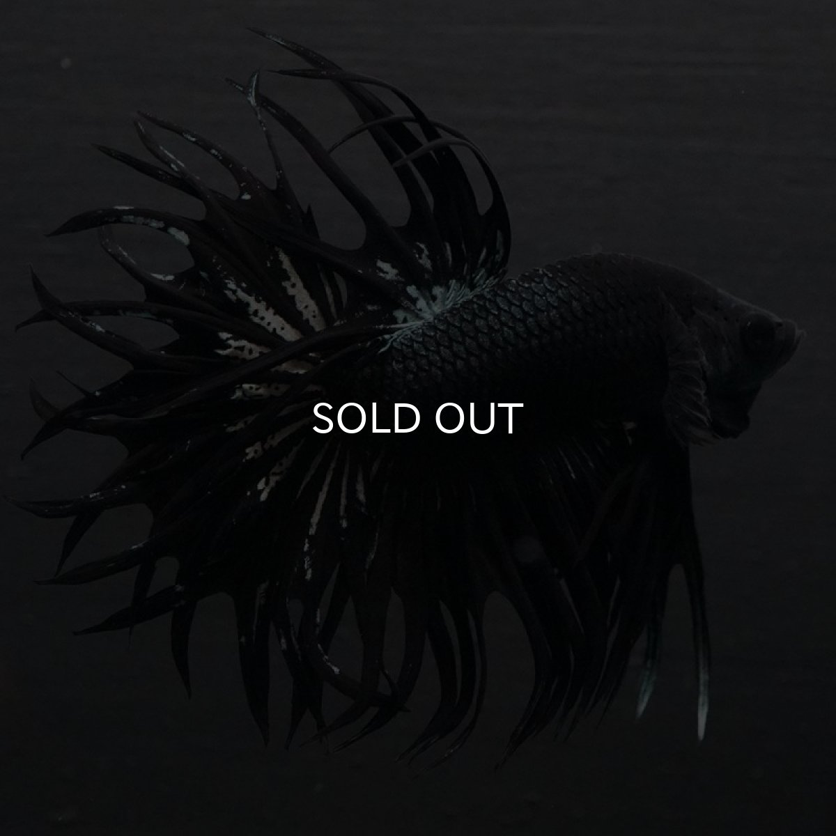 画像4: CT キングクラウン ブラックカッパー (4)