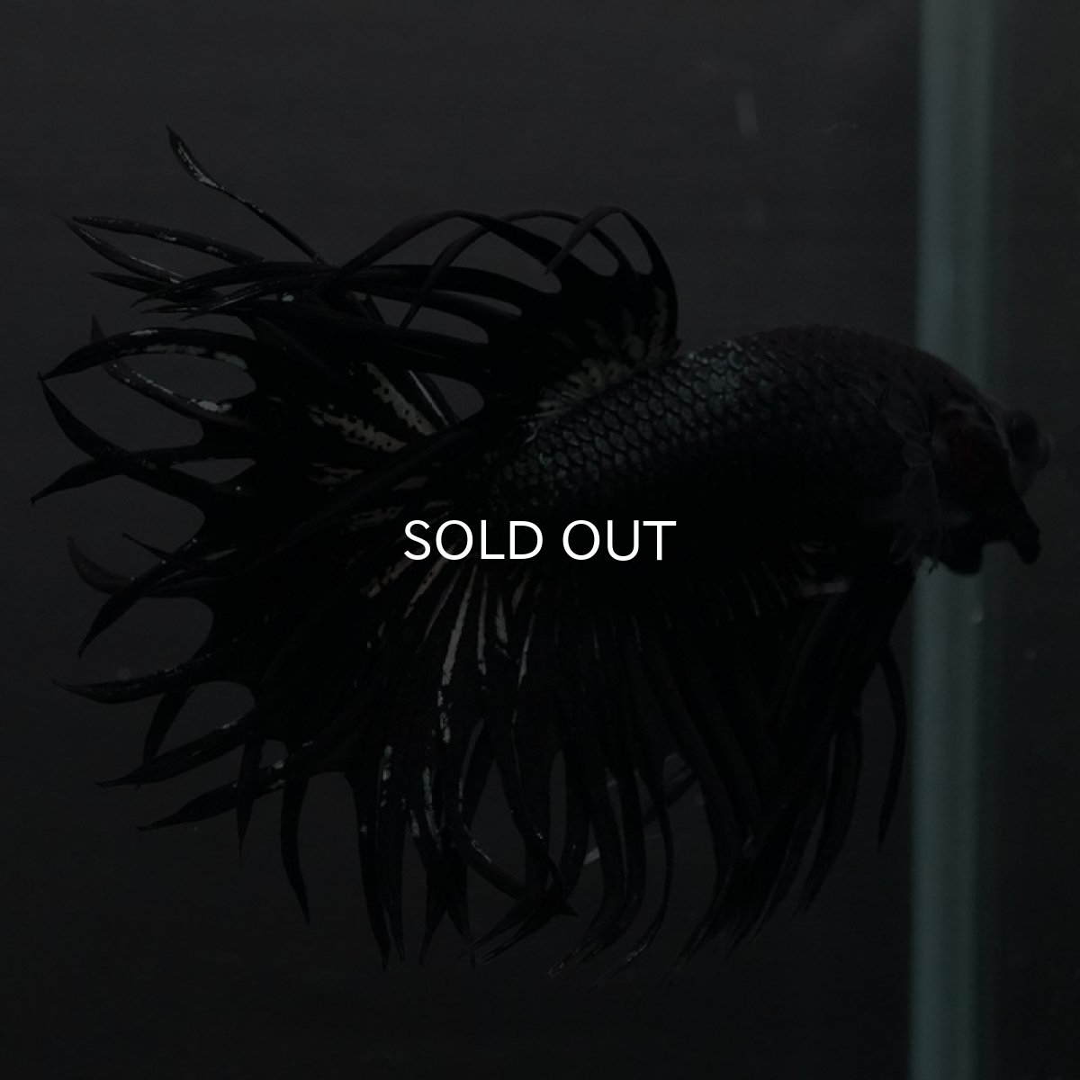 画像6: CT キングクラウン ブラックカッパー (6)