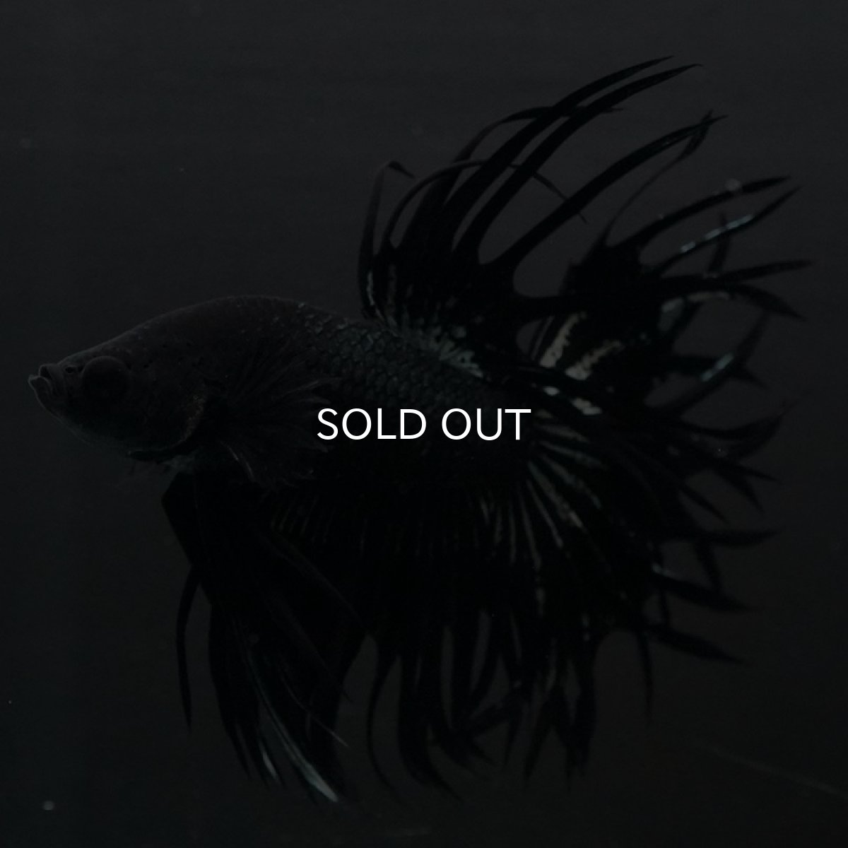 画像5: CT キングクラウン ブラックカッパー (5)