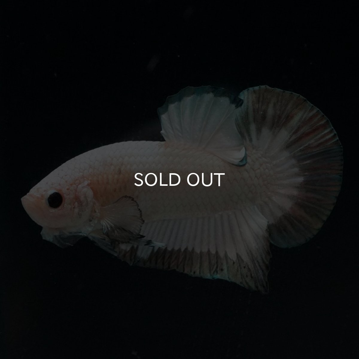 画像7: HMPK　ホワイトカッパーリム (7)