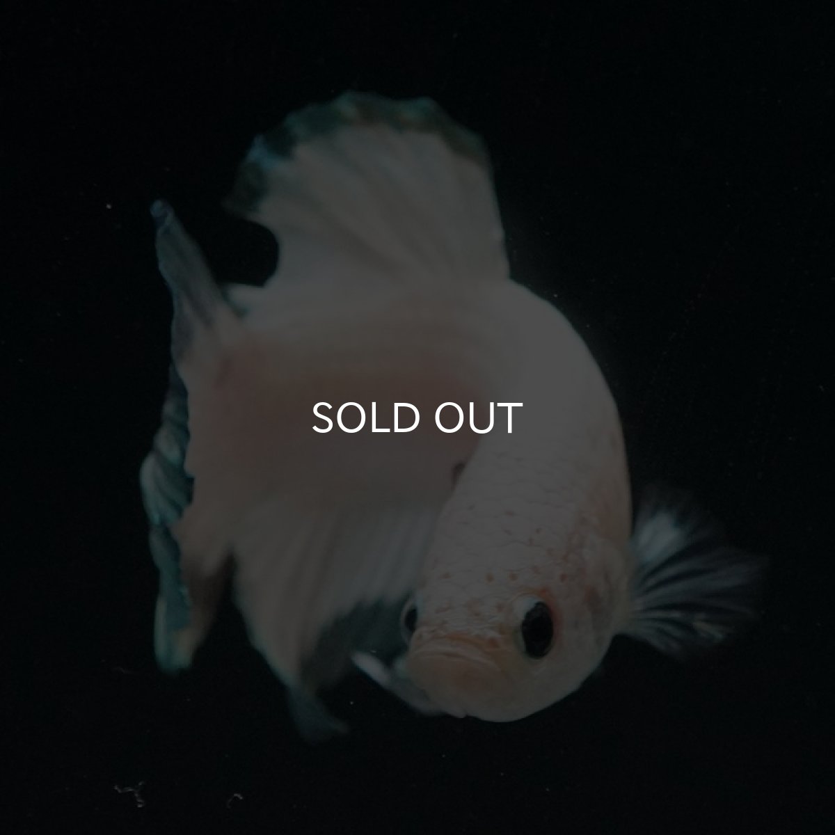 画像6: HMPK　ホワイトカッパーリム (6)