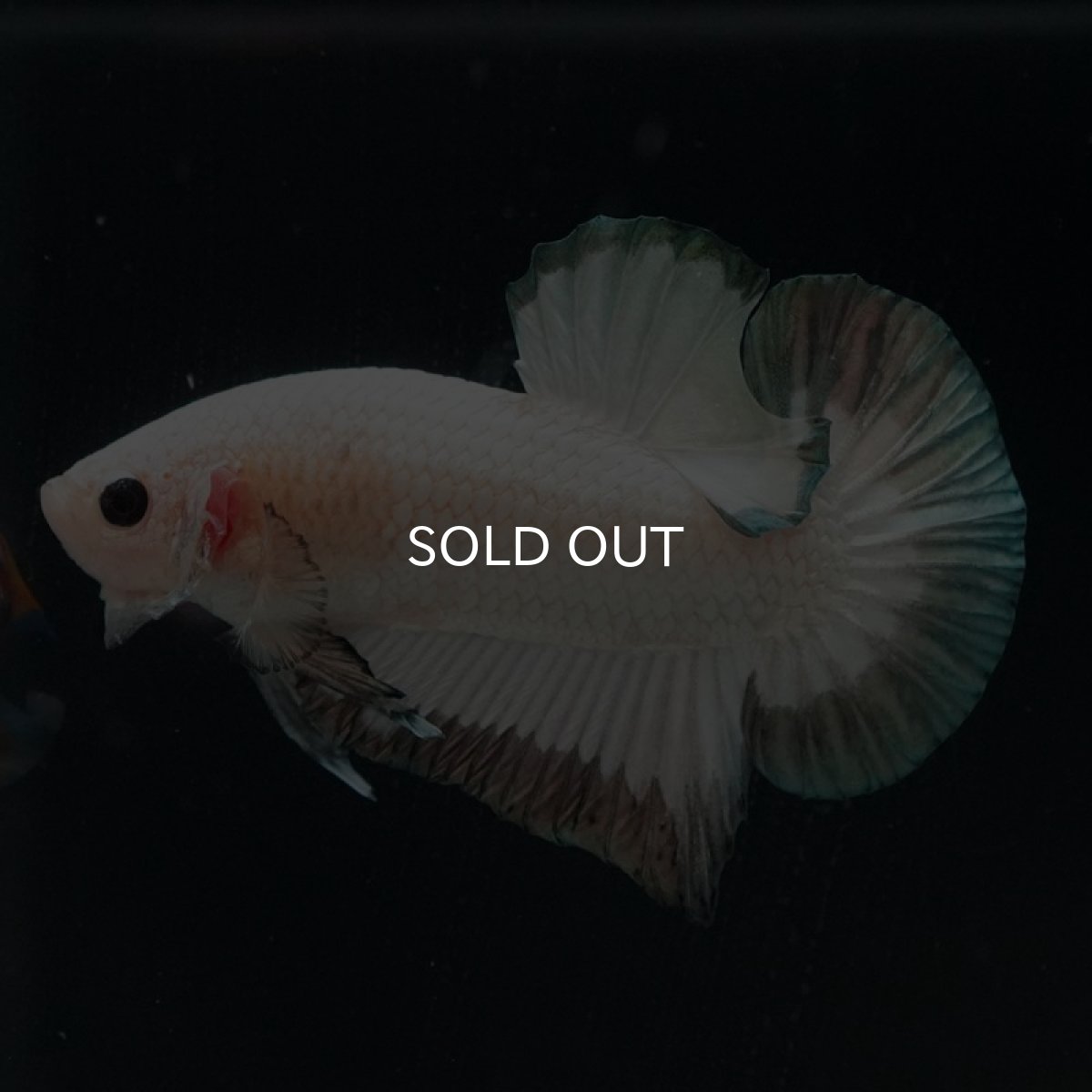 画像5: HMPK　ホワイトカッパーリム (5)