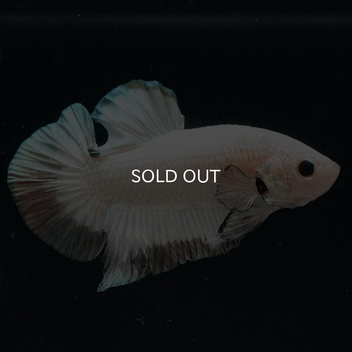 画像3: HMPK　ホワイトカッパーリム (3)