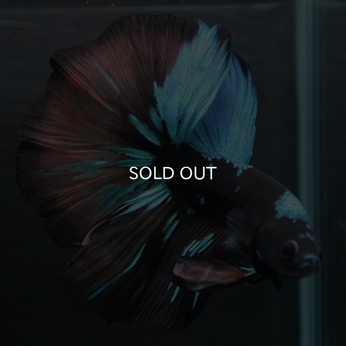 画像5: HM　ブラックスター (5)