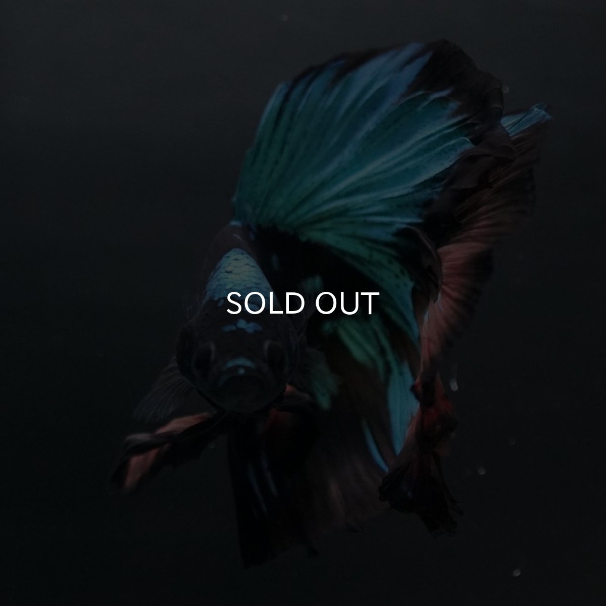 画像4: HM　ブラックスター (4)