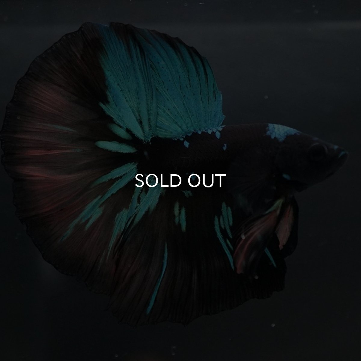 画像2: HM　ブラックスター (2)