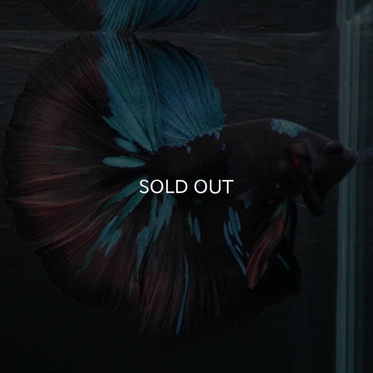 画像3: HM　ブラックスター (3)