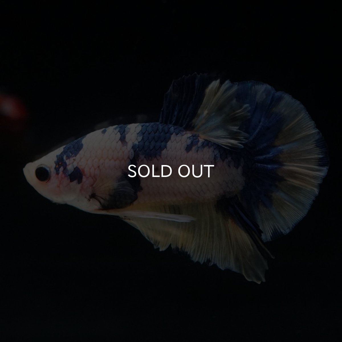 画像5: HMPK　ホワイトファンシー (5)