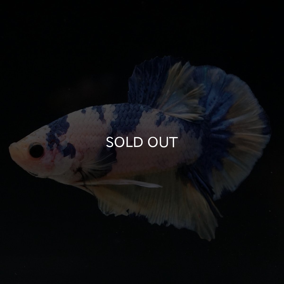 画像4: HMPK　ホワイトファンシー (4)