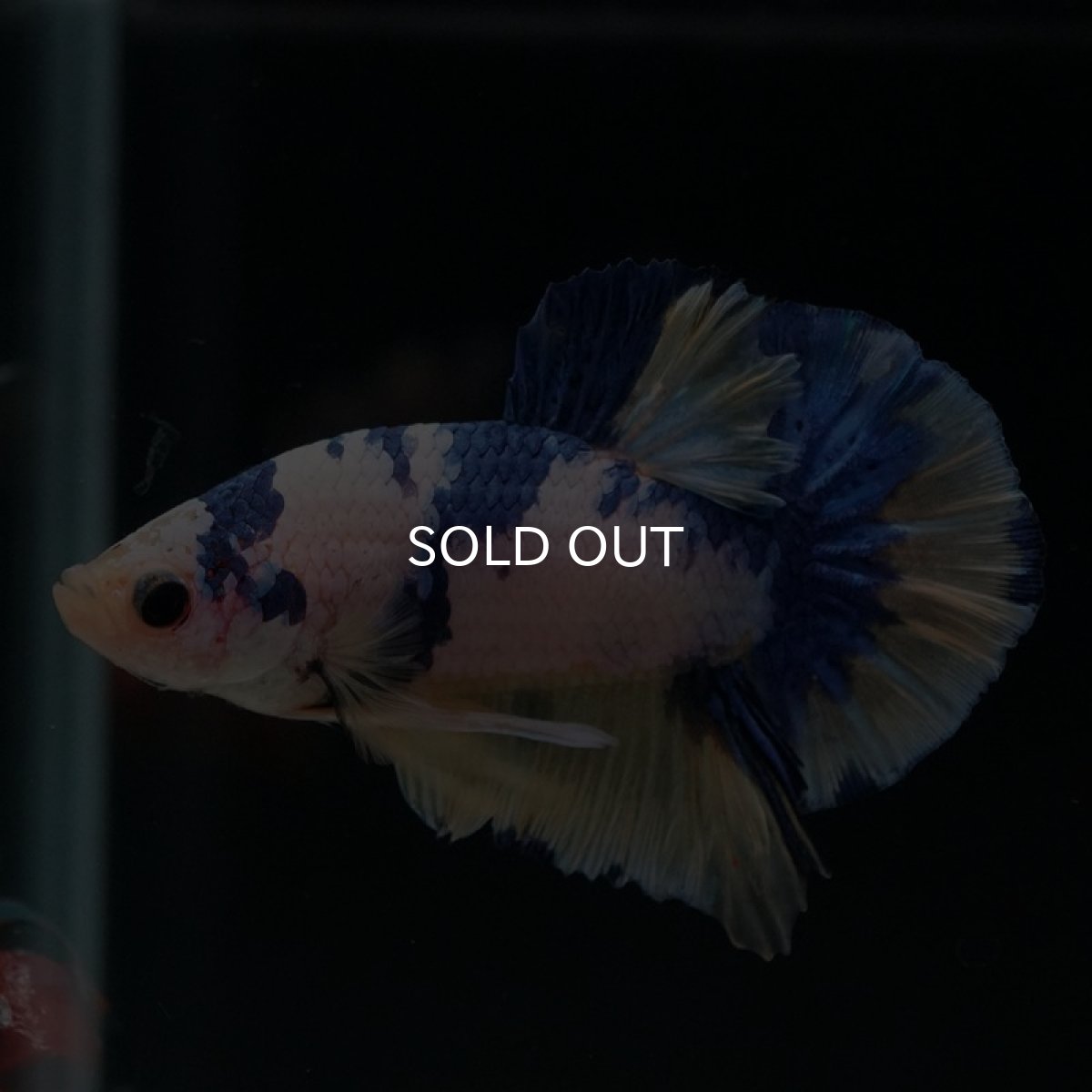 画像3: HMPK　ホワイトファンシー (3)