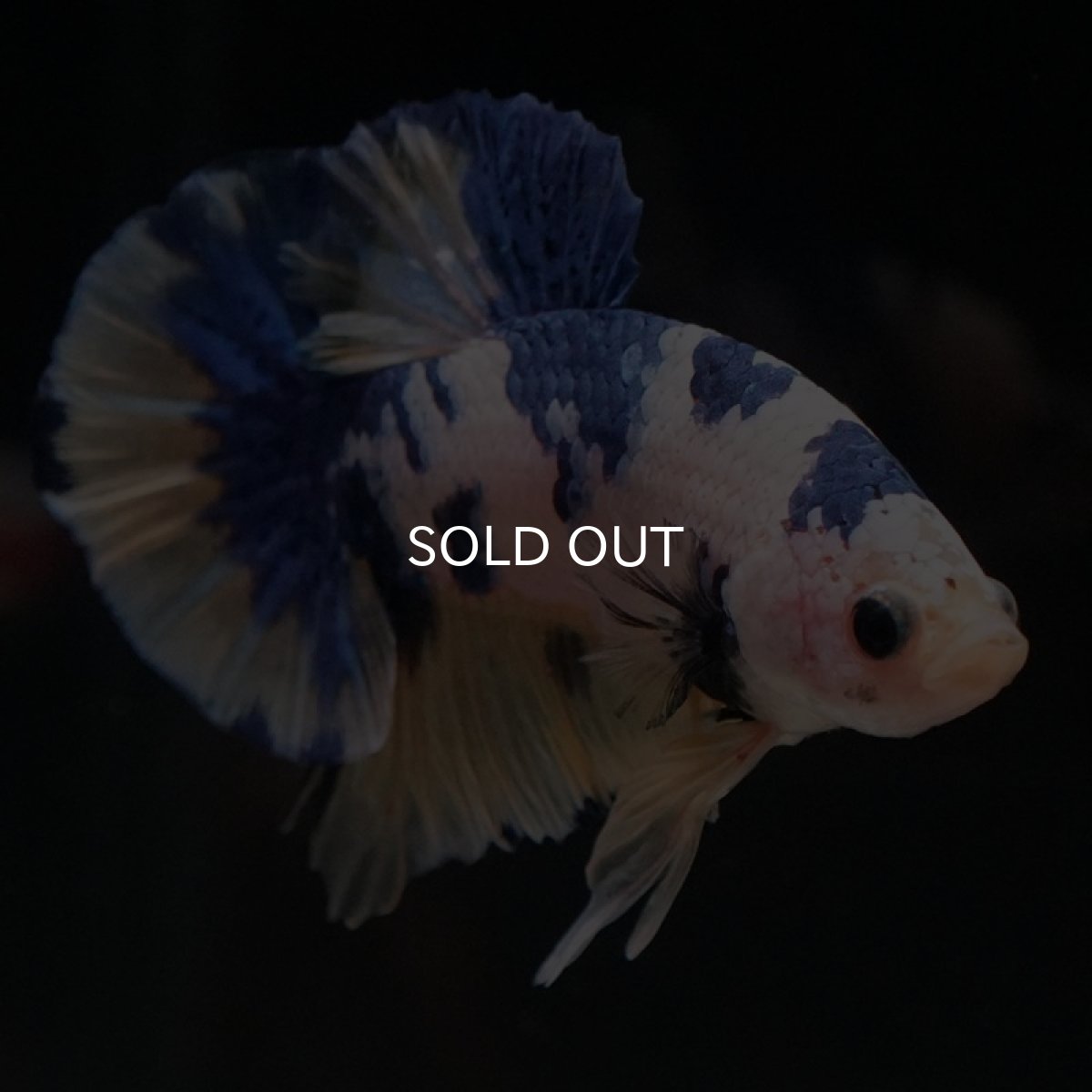 画像2: HMPK　ホワイトファンシー (2)