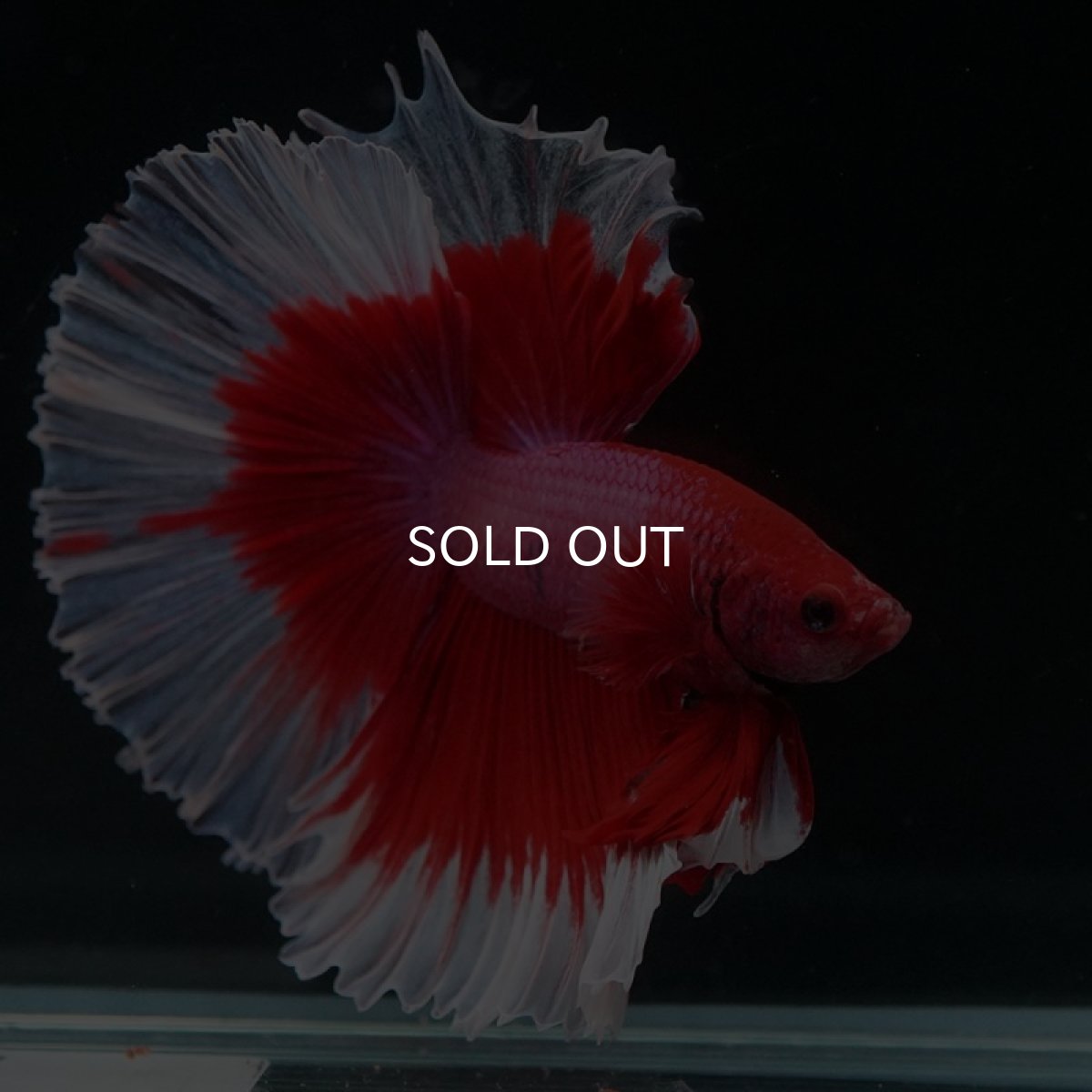 画像6: HM レッドバタフライ ローズテール (6)