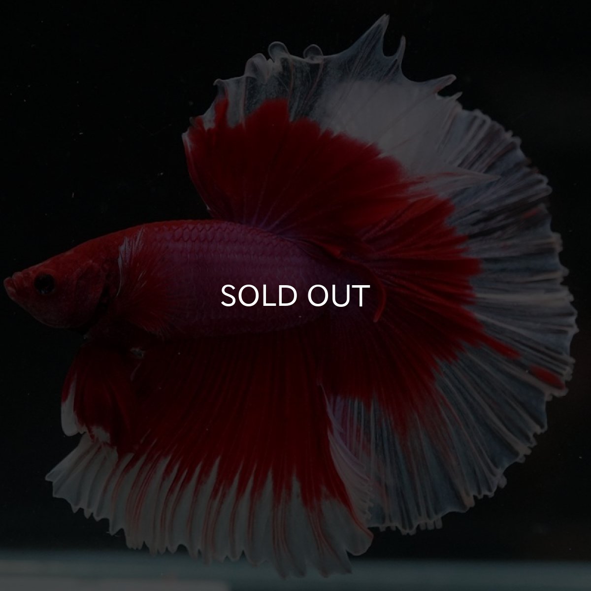 画像7: HM レッドバタフライ ローズテール (7)