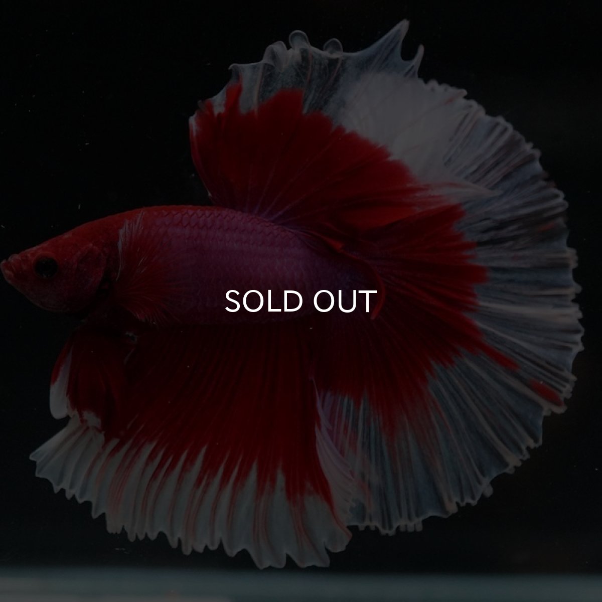 画像10: HM レッドバタフライ ローズテール (10)