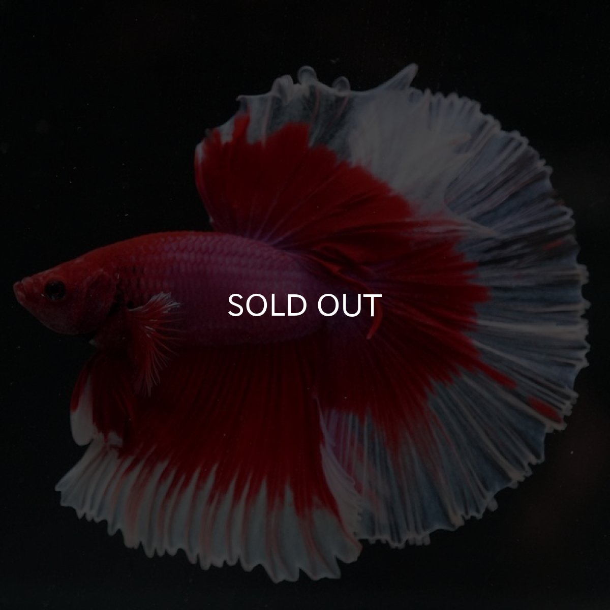 画像9: HM レッドバタフライ ローズテール (9)