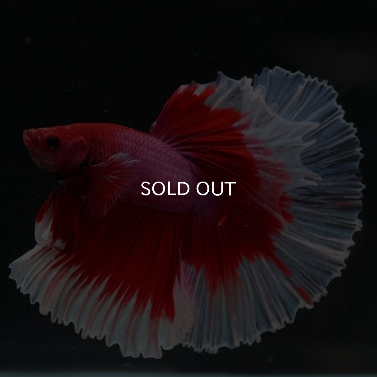 画像4: HM レッドバタフライ ローズテール (4)