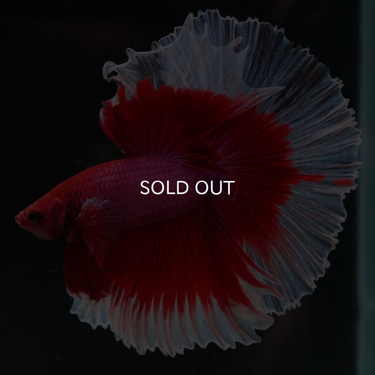 画像2: HM レッドバタフライ ローズテール (2)