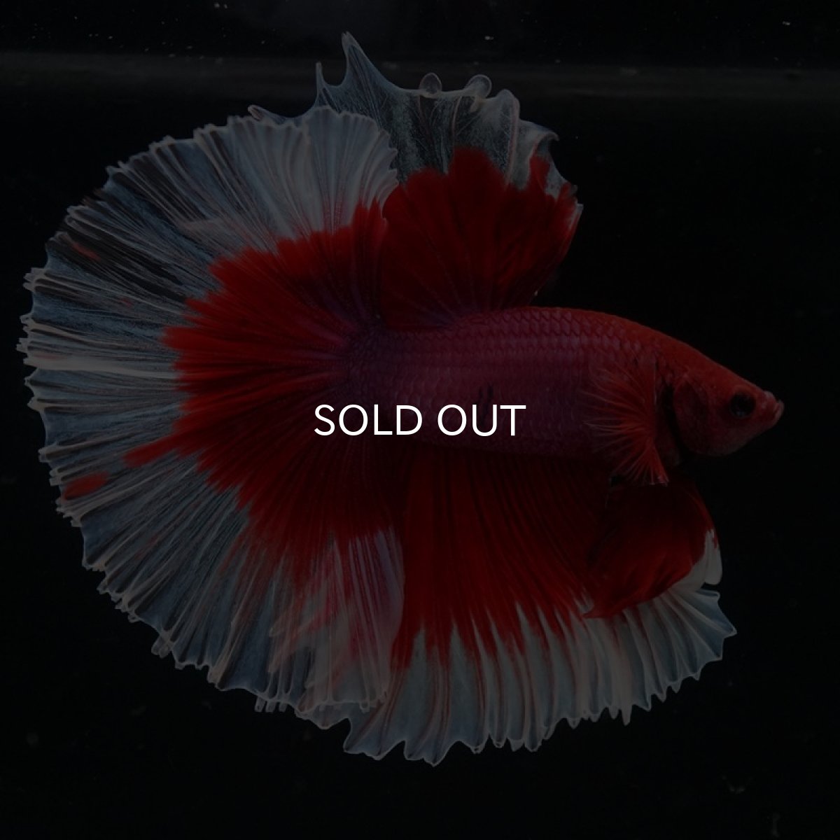 画像11: HM レッドバタフライ ローズテール (11)