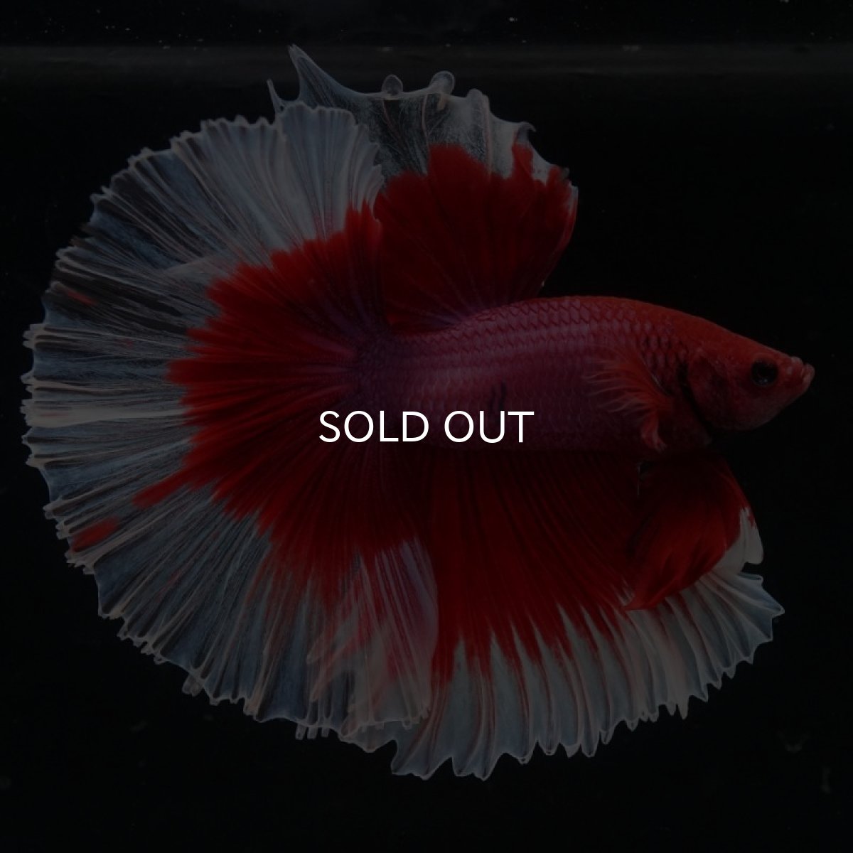 画像8: HM レッドバタフライ ローズテール (8)