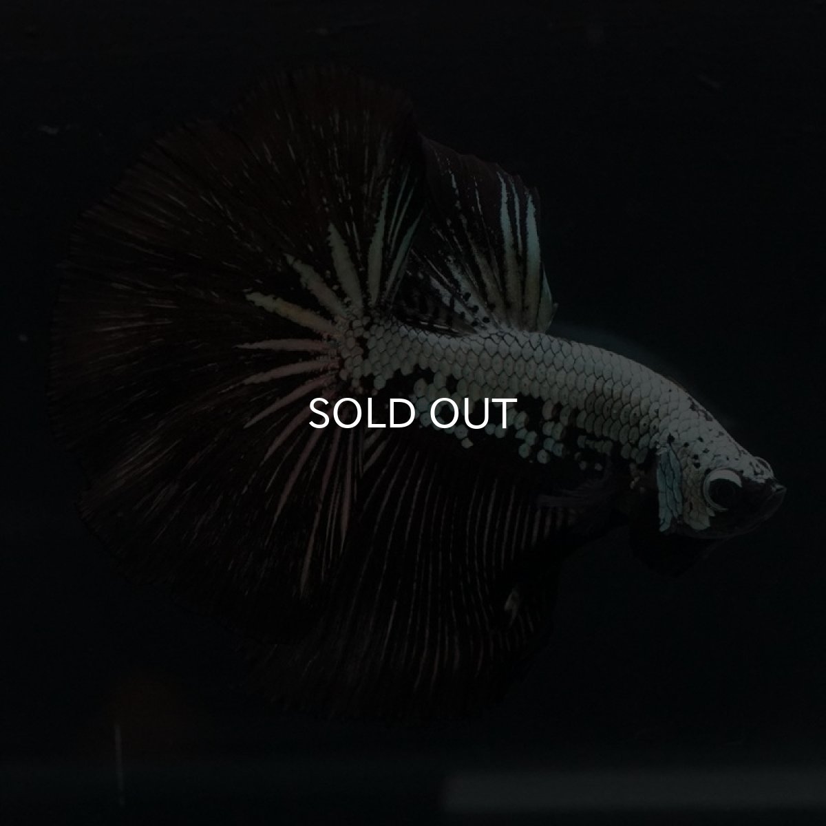 画像16: HM　ブラックサムライ (16)