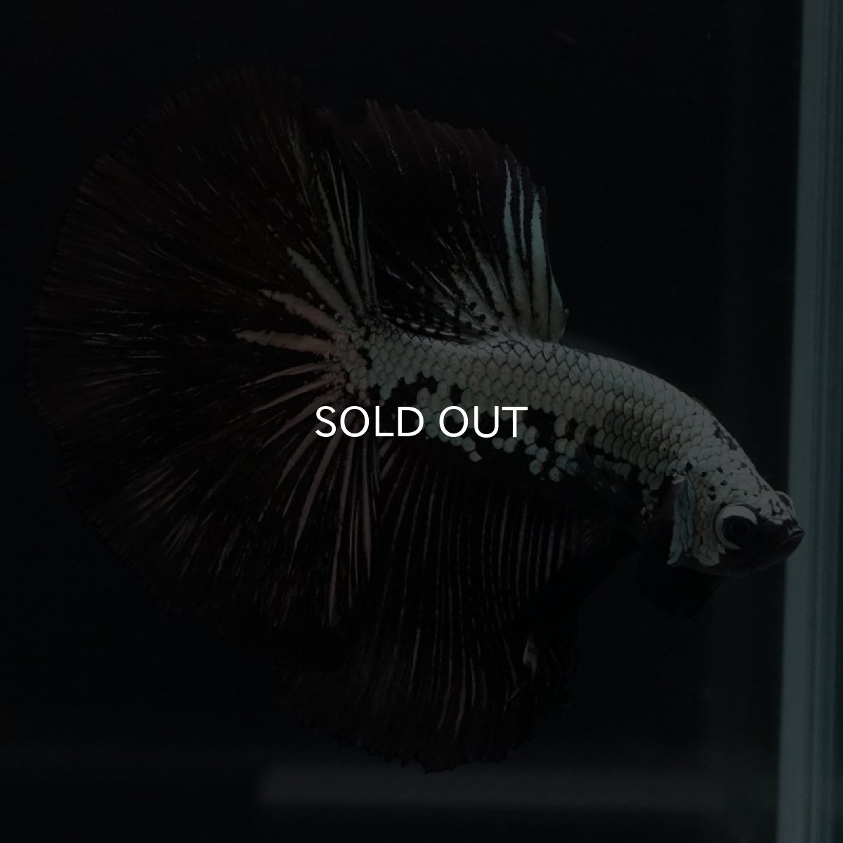 画像15: HM　ブラックサムライ (15)