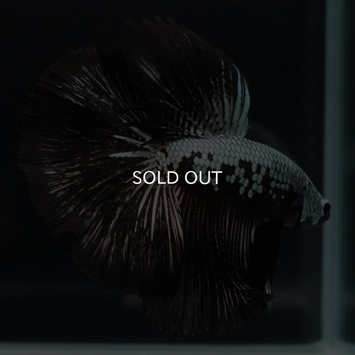 画像14: HM　ブラックサムライ (14)