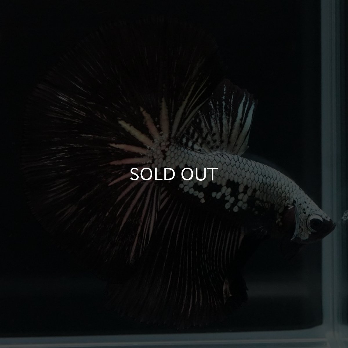 画像12: HM　ブラックサムライ (12)