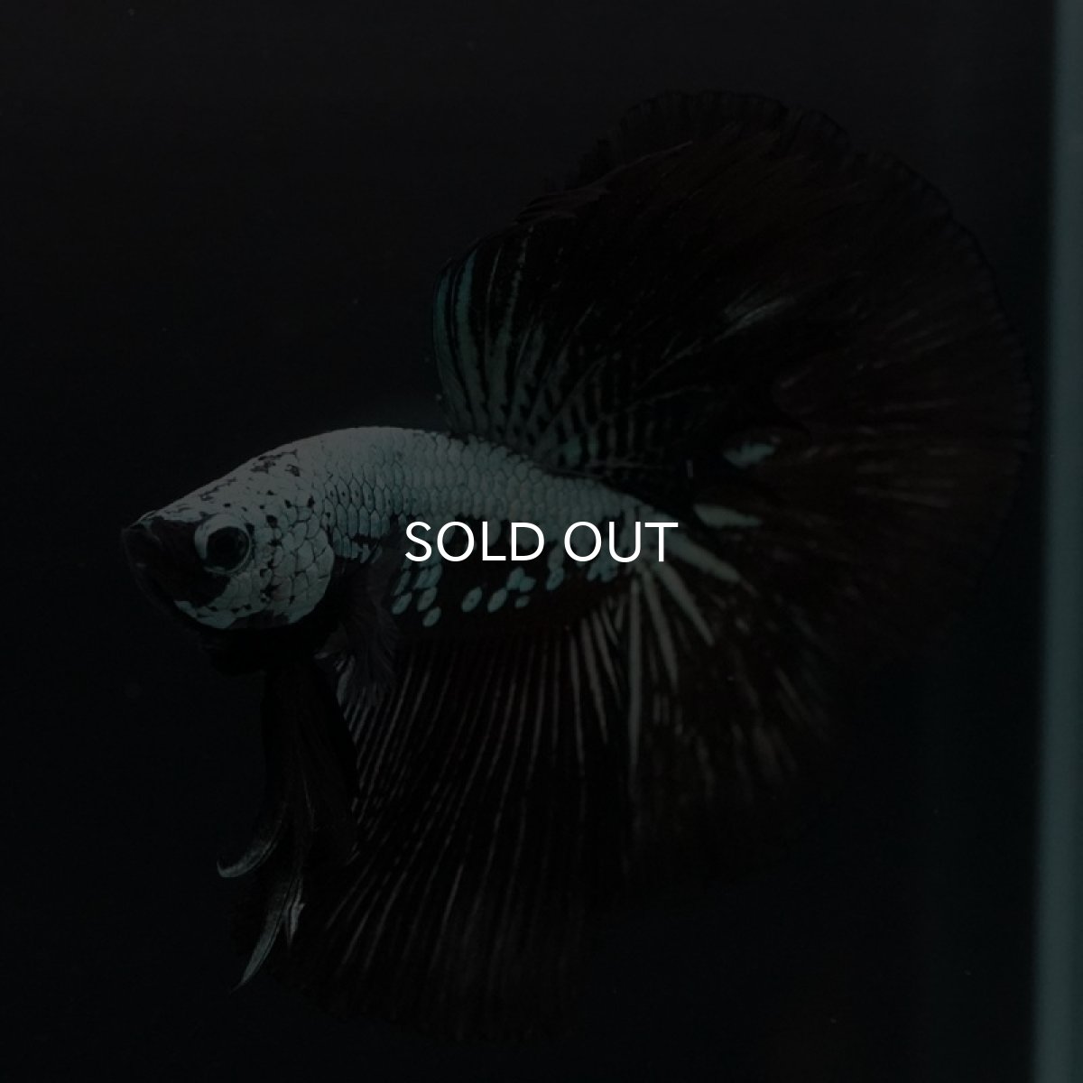 画像11: HM　ブラックサムライ (11)