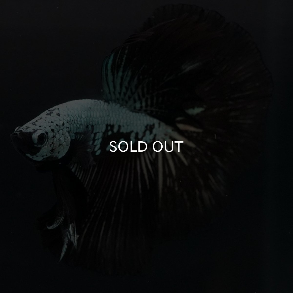 画像10: HM　ブラックサムライ (10)