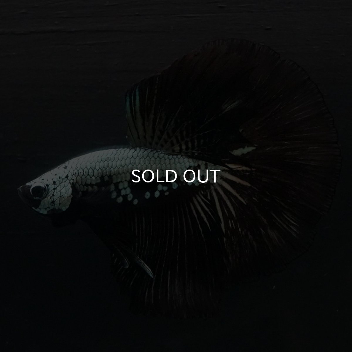 画像8: HM　ブラックサムライ (8)