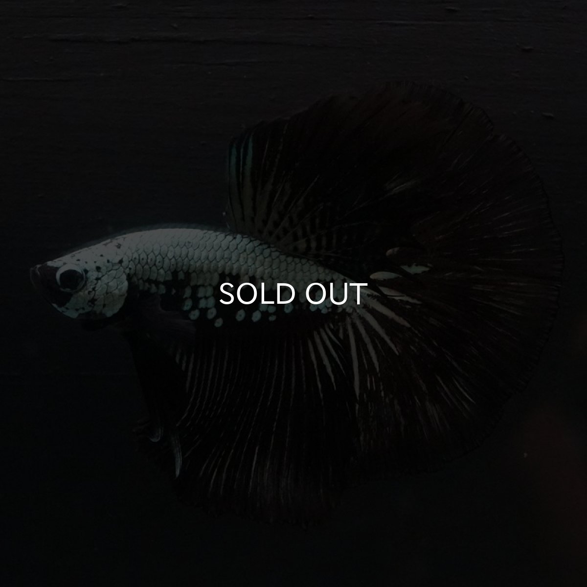 画像7: HM　ブラックサムライ (7)