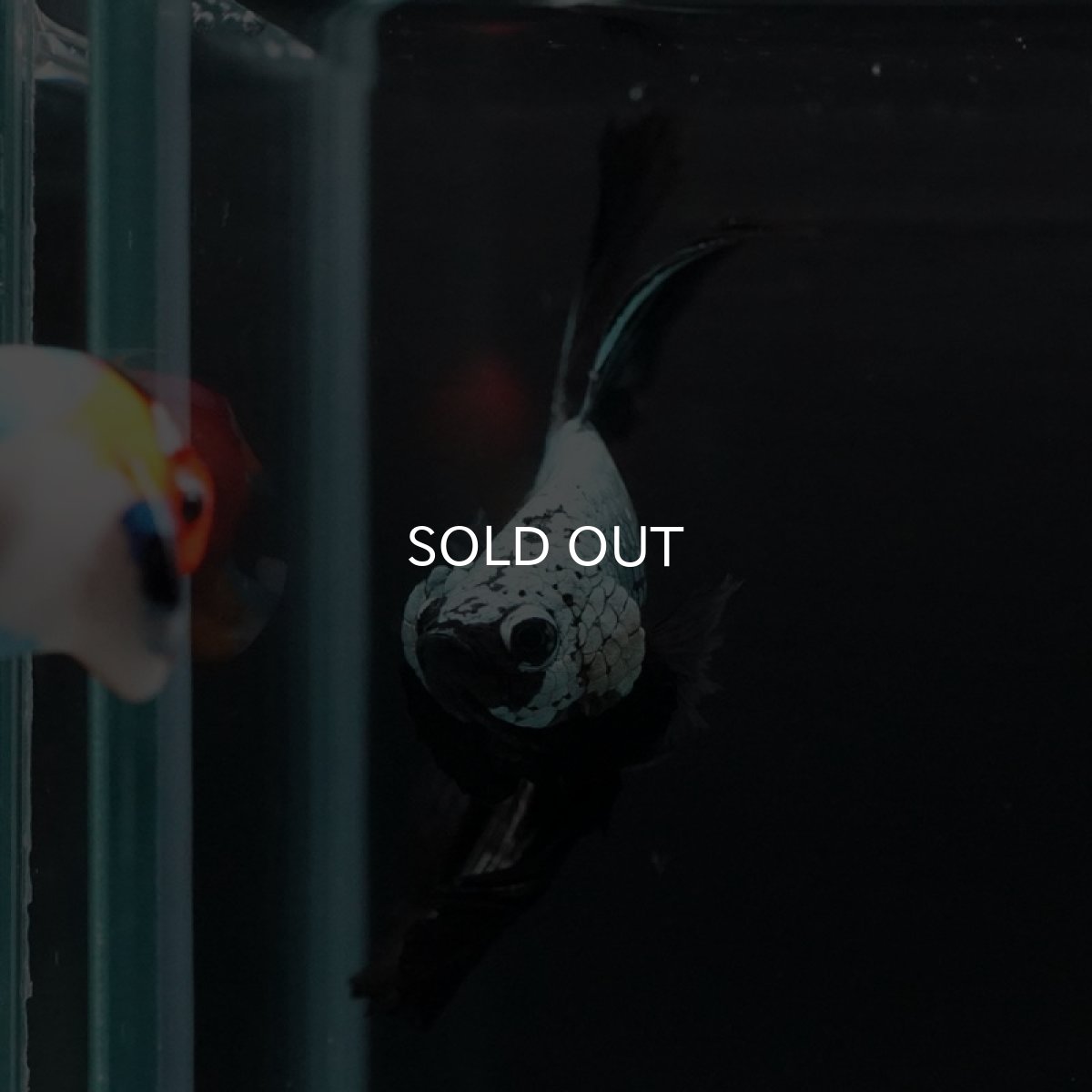 画像6: HM　ブラックサムライ (6)