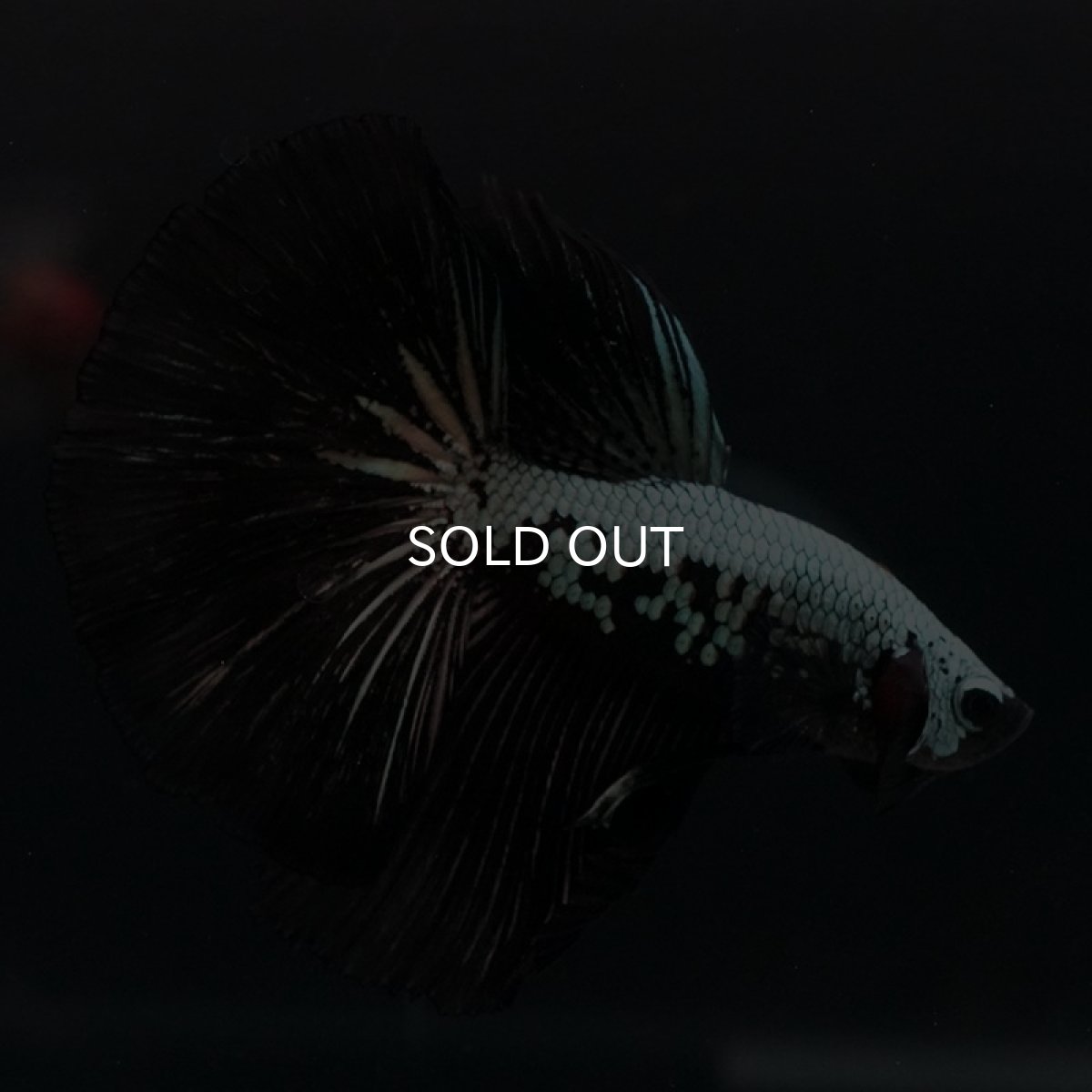 画像5: HM　ブラックサムライ (5)