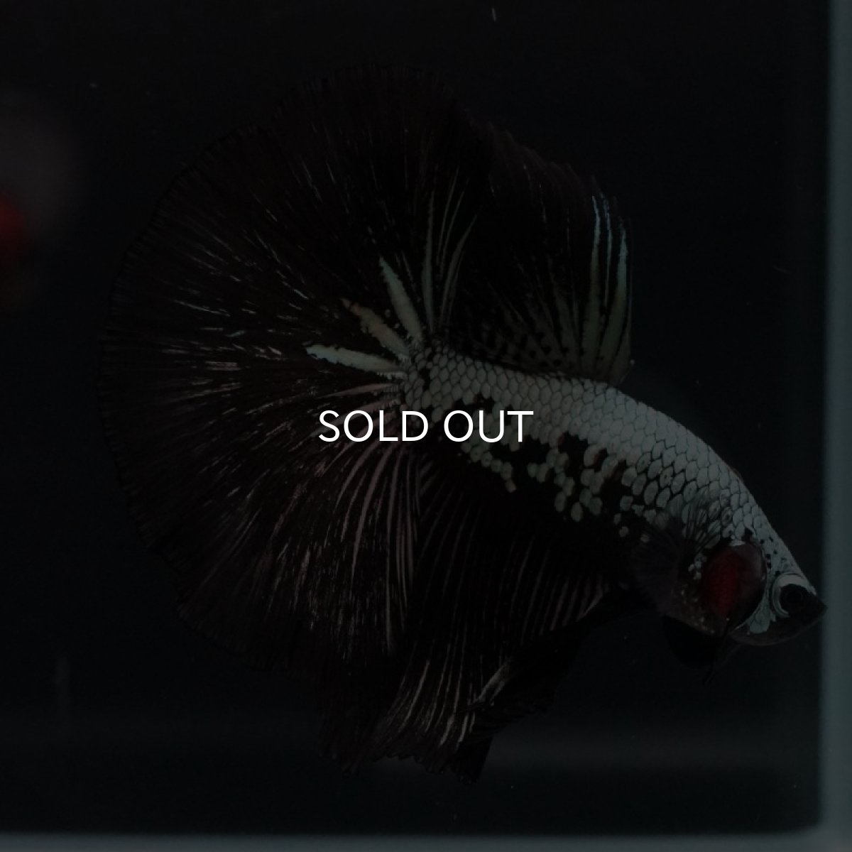 画像4: HM　ブラックサムライ (4)